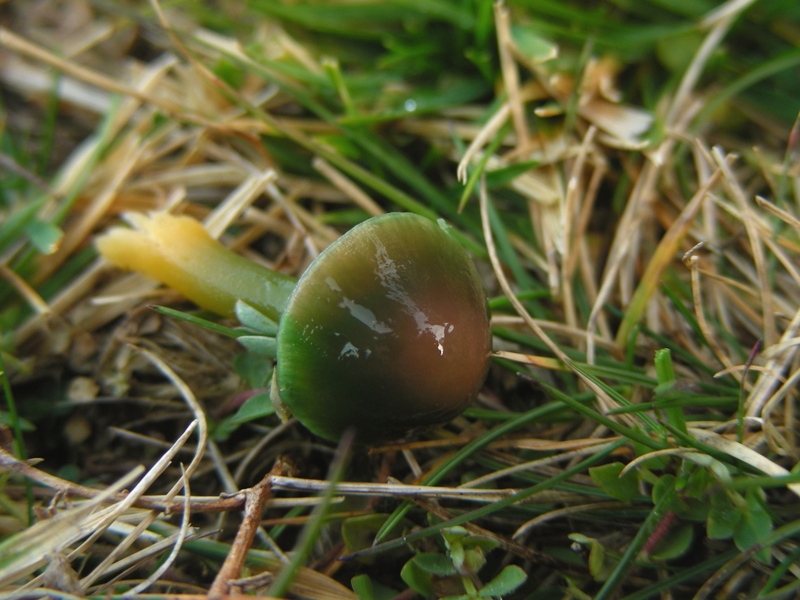 Viva le Hygrocybe!!!